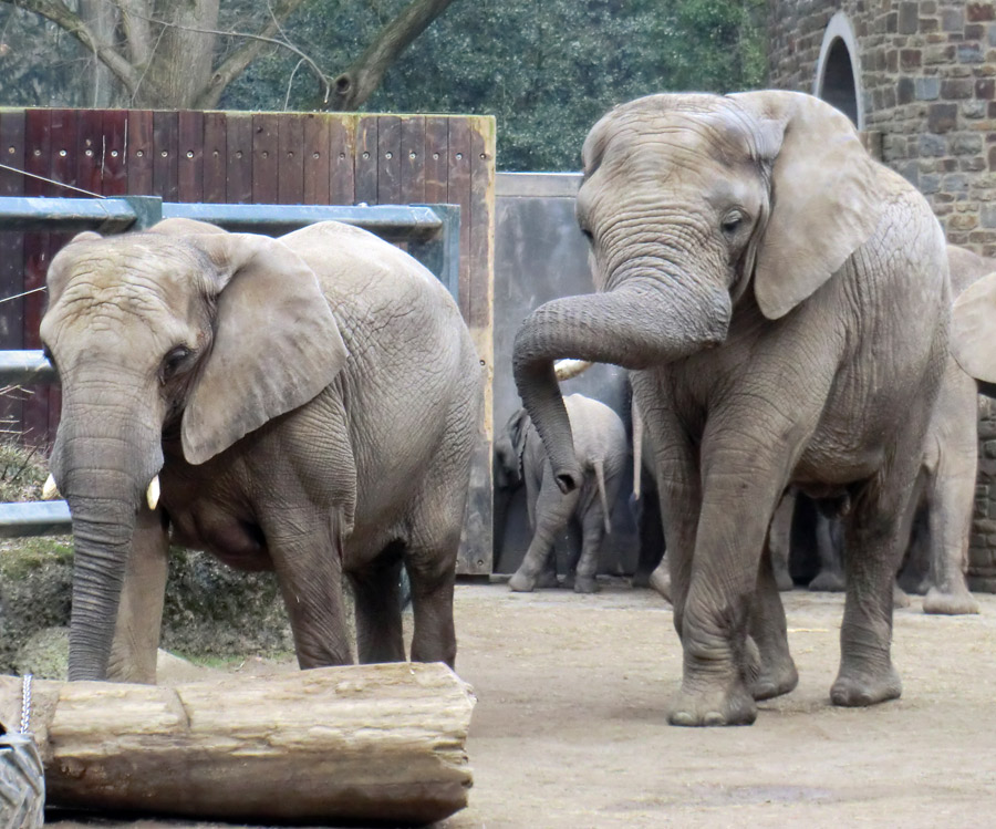 Afrikanische Elefanten im Wuppertaler Zoo im März 2012