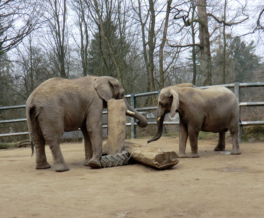 Afrikanische Elefanten im Zoo Wuppertal im März 2012