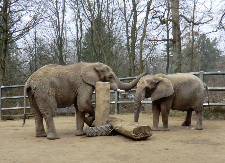 Afrikanische Elefanten im Zoologischen Garten Wuppertal im März 2012