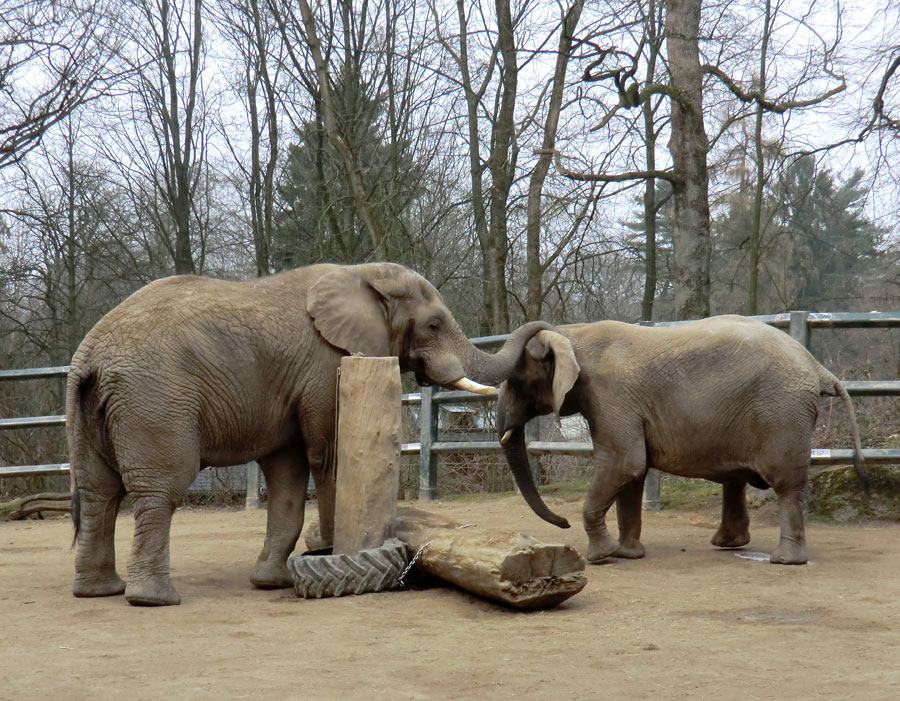 Afrikanische Elefanten im Wuppertaler Zoo im März 2012