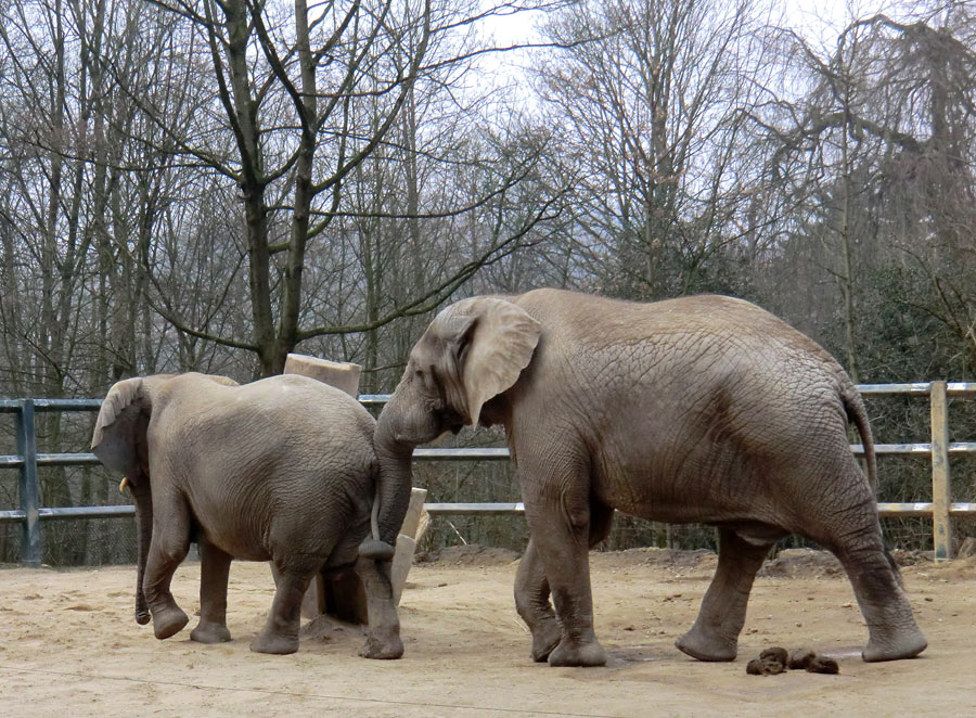 Afrikanische Elefanten im Zoo Wuppertal im März 2012