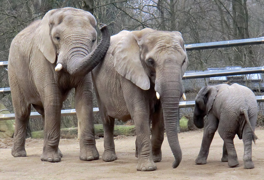 Afrikanische Elefanten im Zoologischen Garten Wuppertal im März 2012