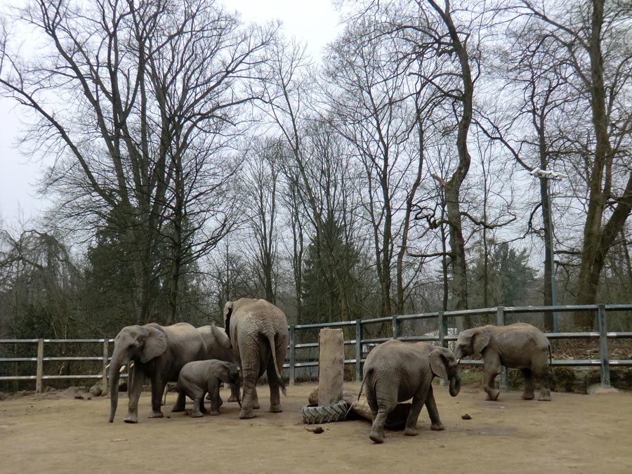 Afrikanische Elefanten im Wuppertaler Zoo im März 2012