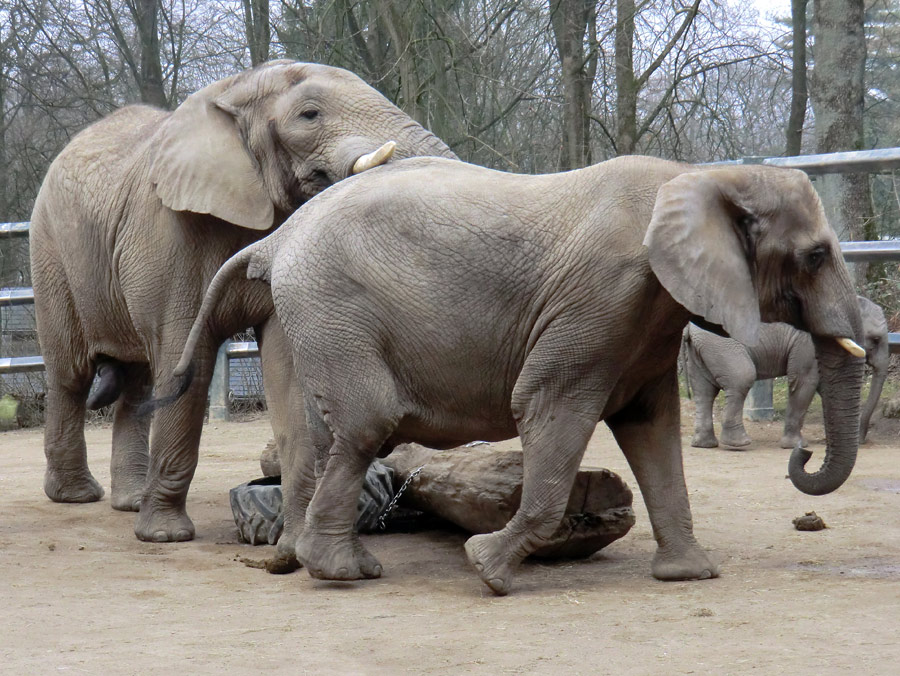 Afrikanische Elefanten im Zoo Wuppertal im März 2012