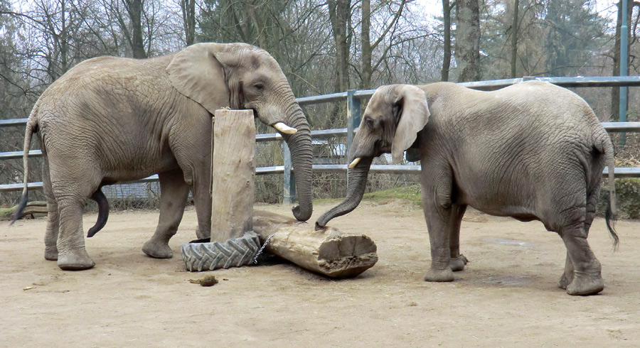 Afrikanische Elefanten im Zoologischen Garten Wuppertal im März 2012