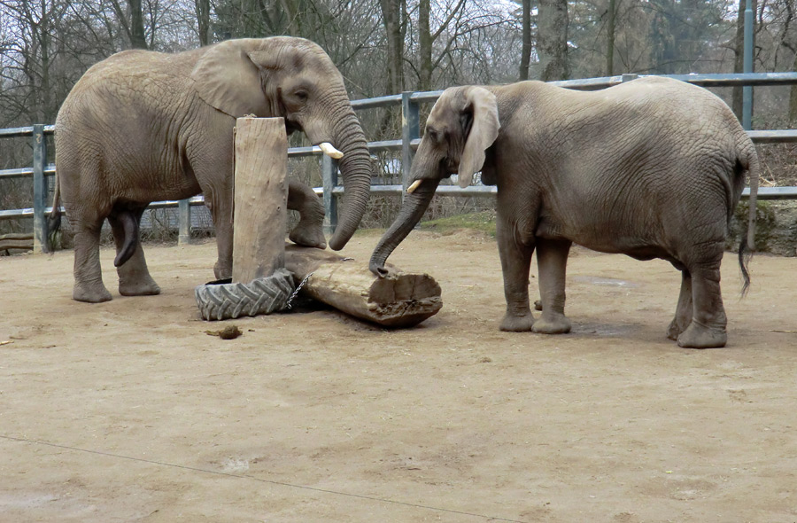 Afrikanische Elefanten im Wuppertaler Zoo im März 2012