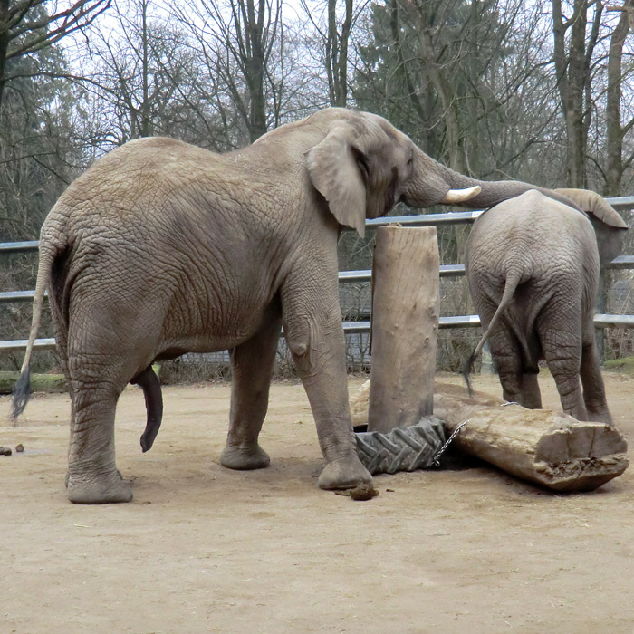 Afrikanische Elefanten im Wuppertaler Zoo im März 2012