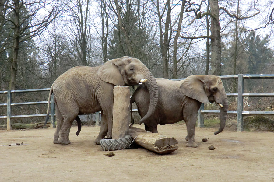 Afrikanische Elefanten im Zoo Wuppertal im März 2012