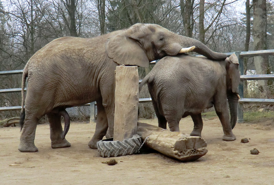 Afrikanische Elefanten im Zoologischen Garten Wuppertal im März 2012