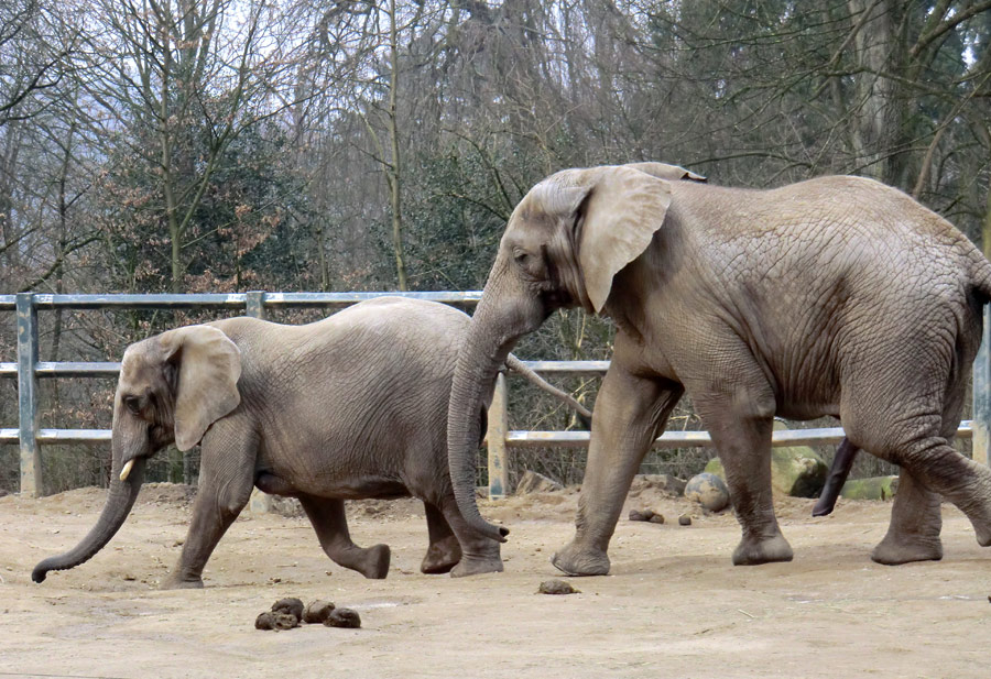 Afrikanische Elefanten im Wuppertaler Zoo im März 2012