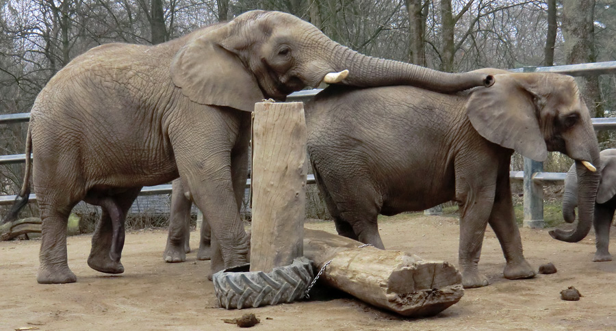 Afrikanische Elefanten im Zoo Wuppertal im März 2012