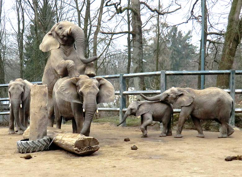 Paarender Afrikanischer Elefanten-Bulle Tusker am 17. März 2012 mit Elefanten-Kühen auf der sogenannten Bullen-Außenanlage am Elefanten-Haus im Zoologischen Garten Wuppertal