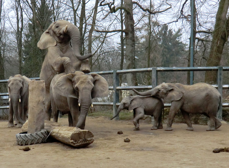 Afrikanische Elefanten im Zoologischen Garten Wuppertal im März 2012