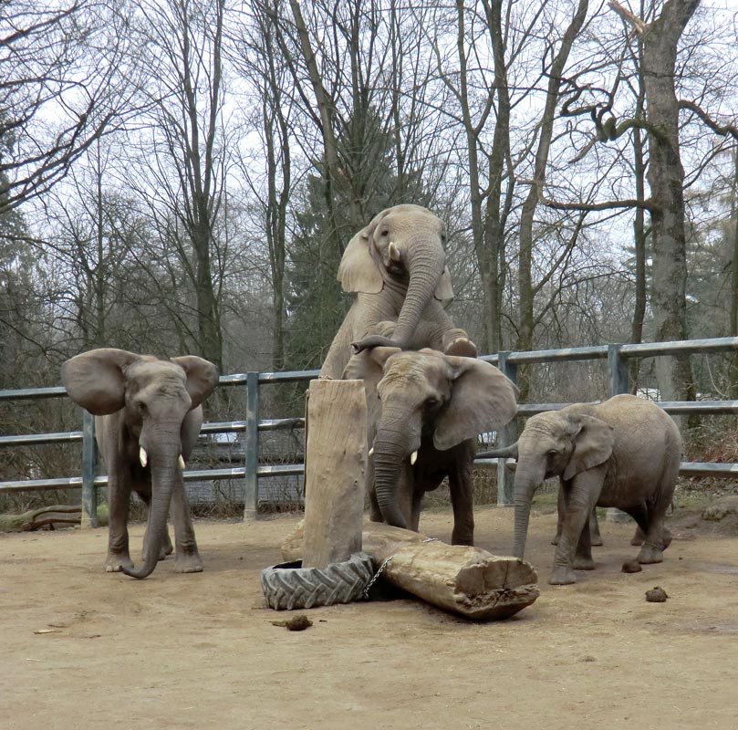 Afrikanische Elefanten im Wuppertaler Zoo im März 2012