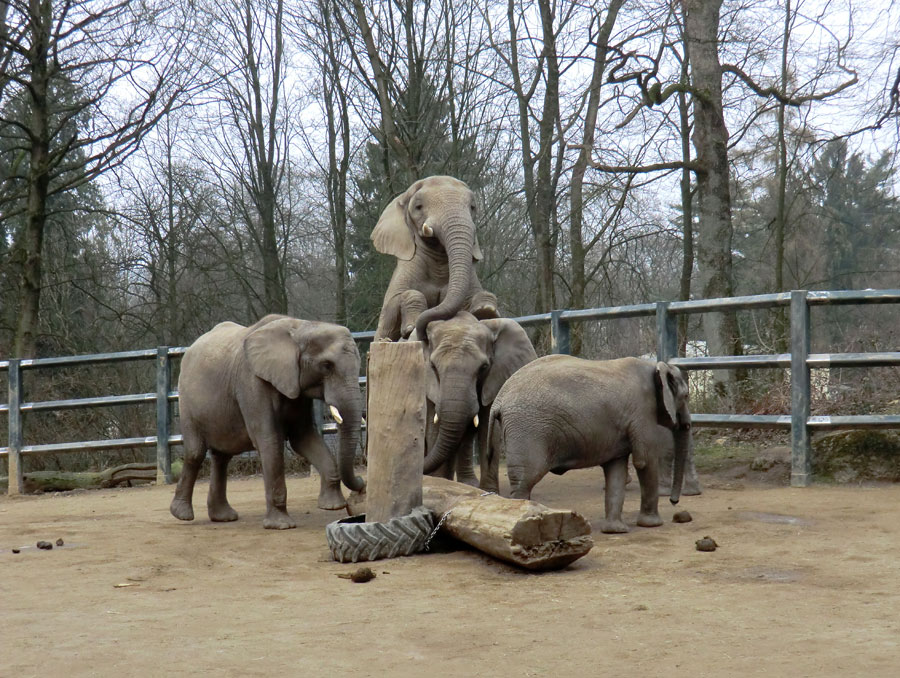 Afrikanische Elefanten im Zoo Wuppertal im März 2012