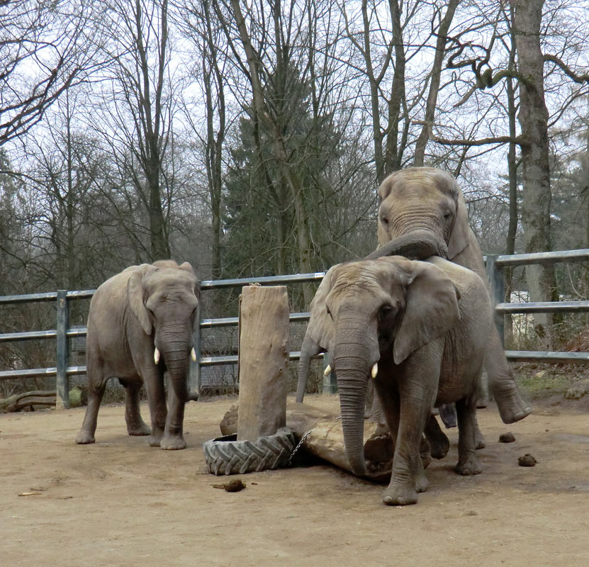 Afrikanische Elefanten im Wuppertaler Zoo im März 2012