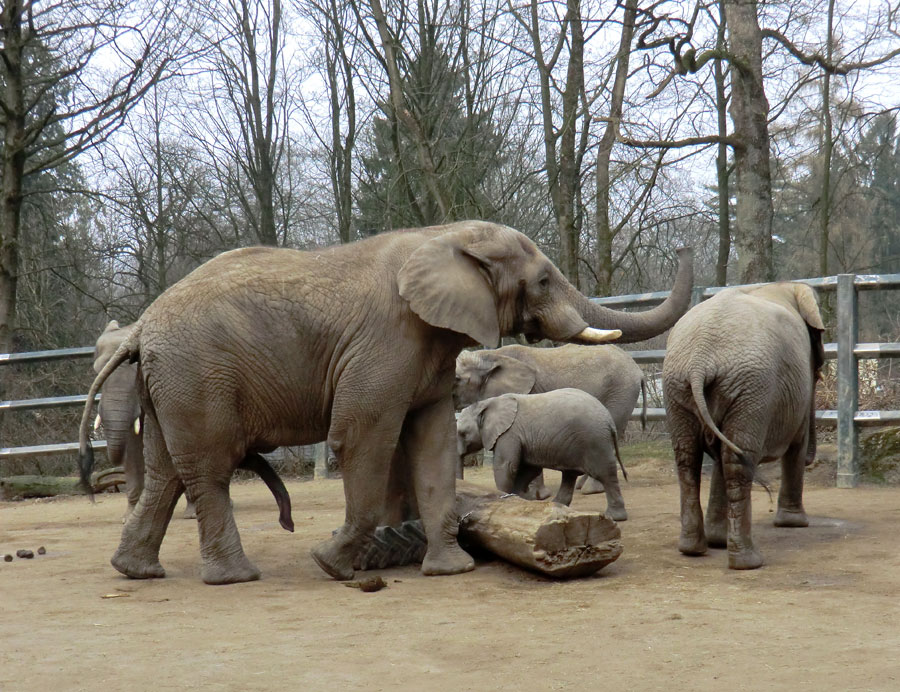 Afrikanische Elefanten im Zoo Wuppertal im März 2012