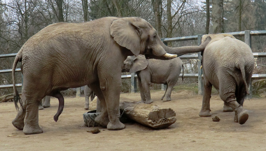 Afrikanische Elefanten im Zoologischen Garten Wuppertal im März 2012