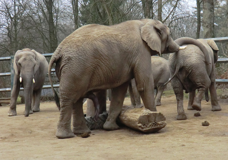 Afrikanische Elefanten im Wuppertaler Zoo im März 2012