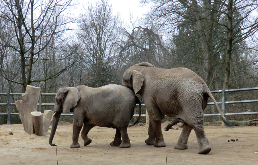 Afrikanische Elefanten im Zoo Wuppertal im März 2012