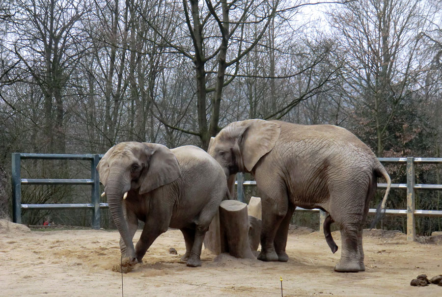 Afrikanische Elefanten im Zoologischen Garten Wuppertal im März 2012