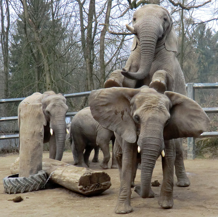 Afrikanische Elefanten im Wuppertaler Zoo im März 2012