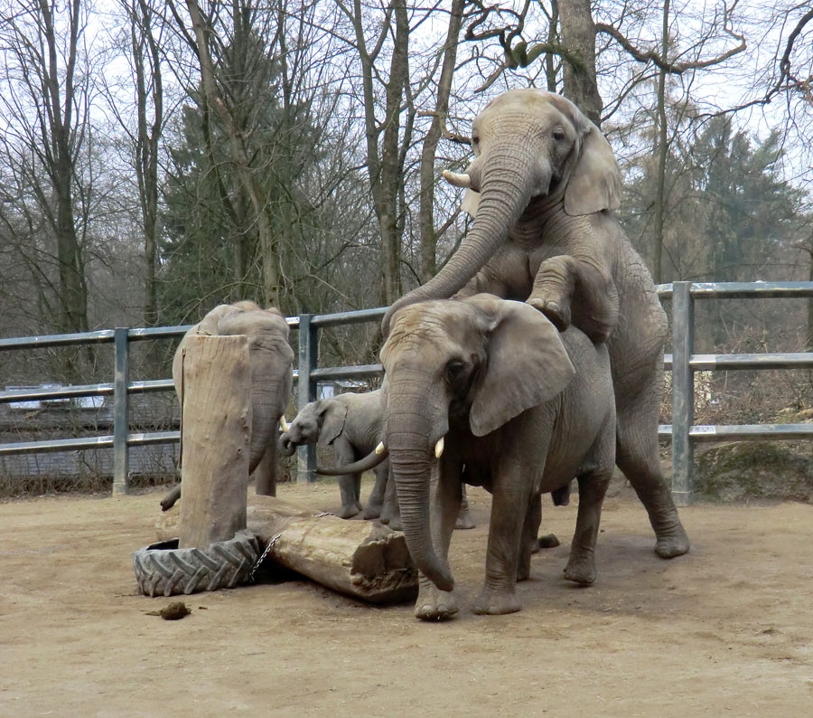 Afrikanische Elefanten im Zoo Wuppertal im März 2012