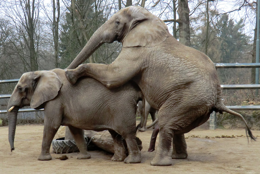 Afrikanische Elefanten im Wuppertaler Zoo im März 2012