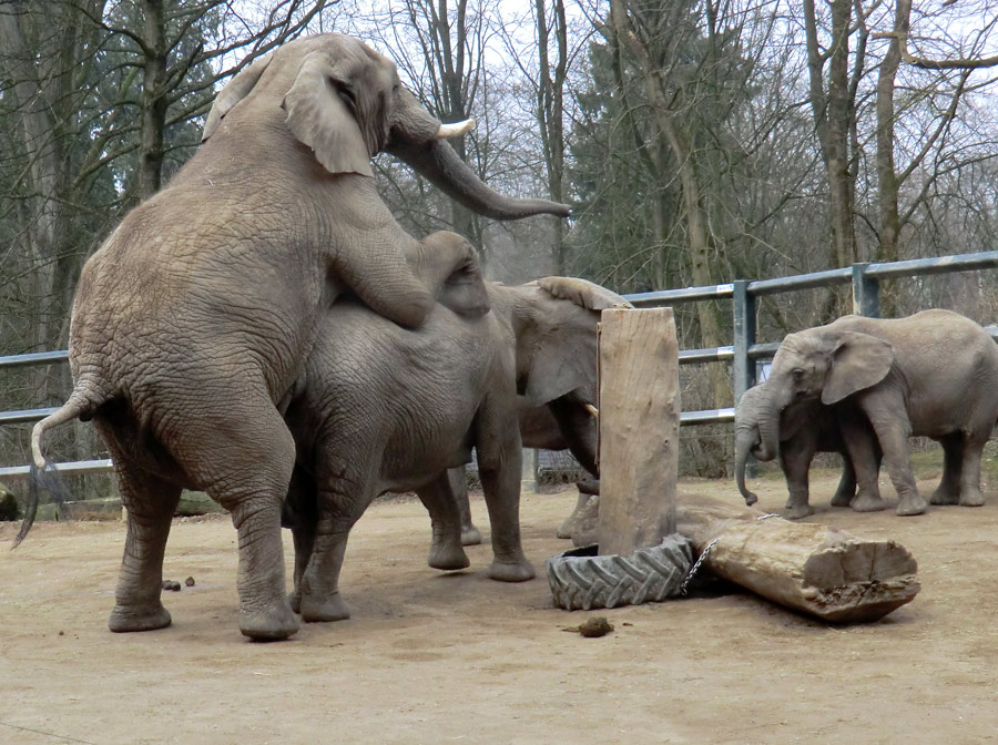 Afrikanische Elefanten im Zoo Wuppertal im März 2012