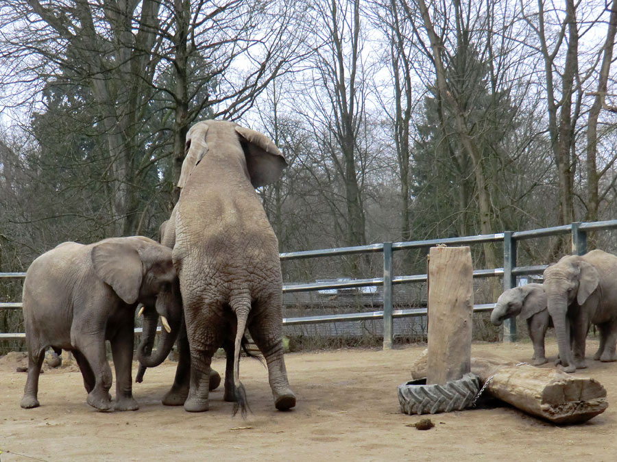 Afrikanische Elefanten im Wuppertaler Zoo im März 2012