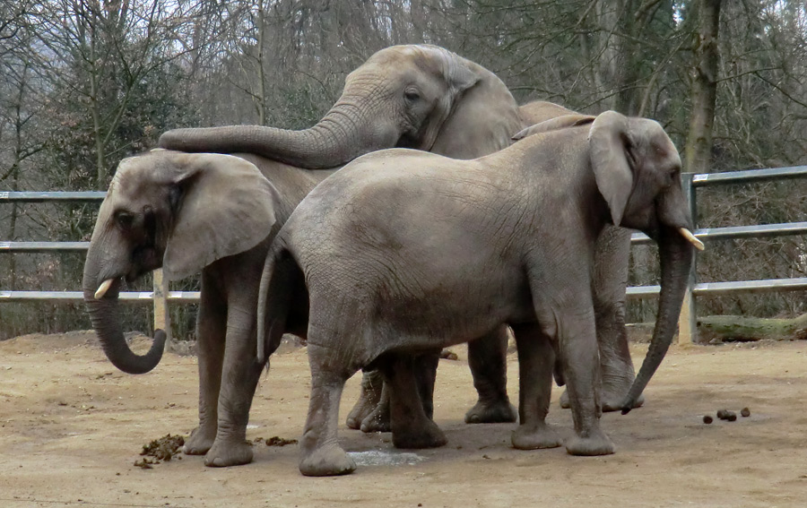 Afrikanische Elefanten im Zoo Wuppertal im März 2012