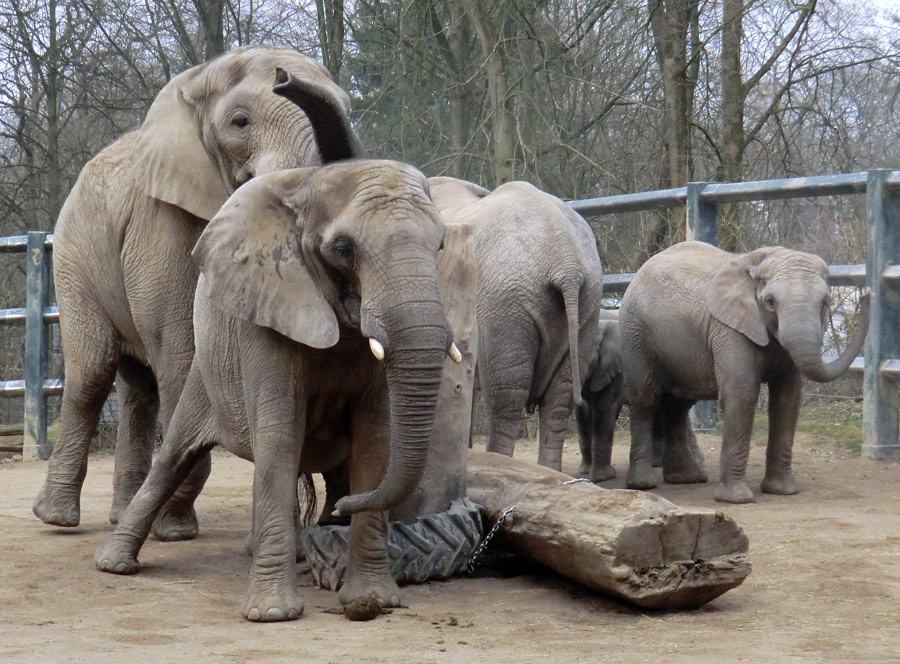 Afrikanische Elefanten im Zoologischen Garten Wuppertal im März 2012