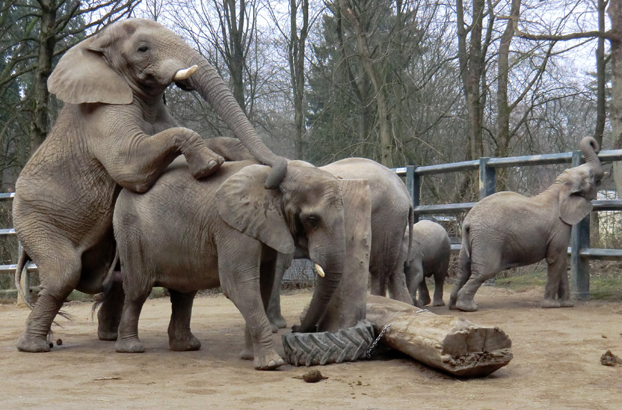 Afrikanische Elefanten im Wuppertaler Zoo im März 2012