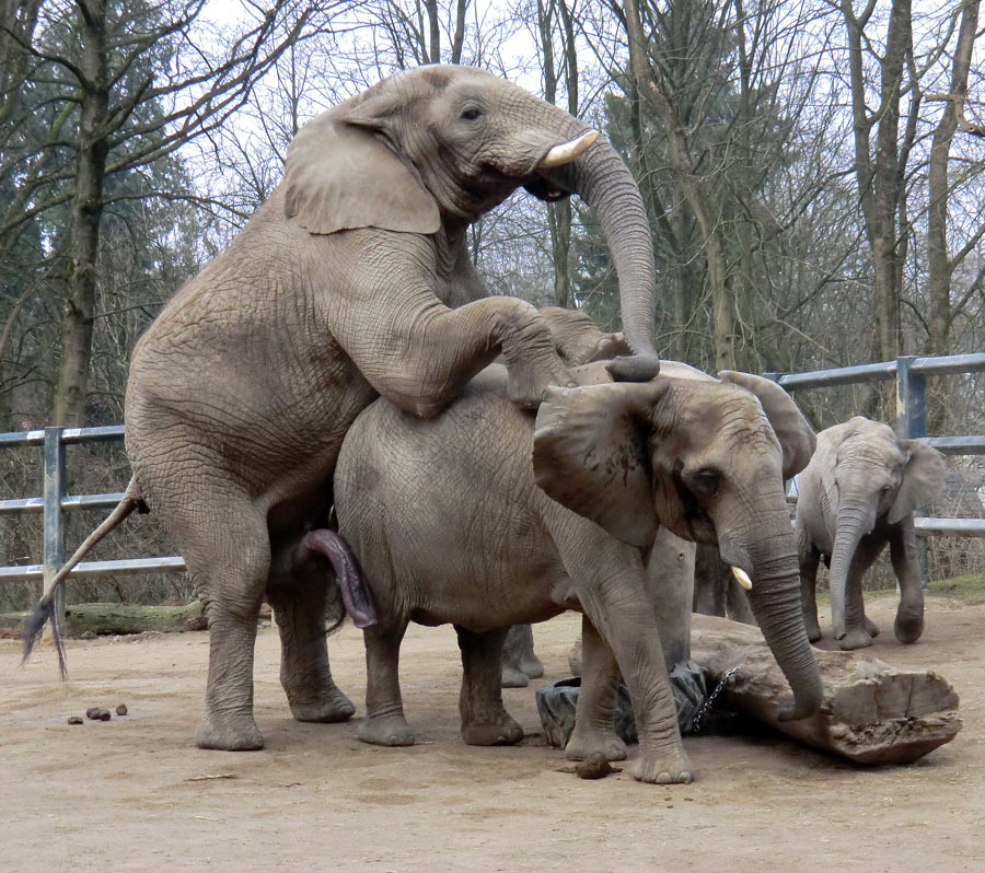 Afrikanische Elefanten im Zoo Wuppertal im März 2012