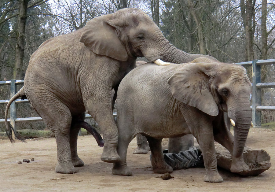 Afrikanische Elefanten im Zoologischen Garten Wuppertal im März 2012