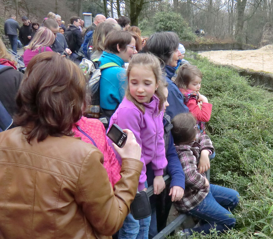 Afrikanische Elefanten im Wuppertaler Zoo im März 2012