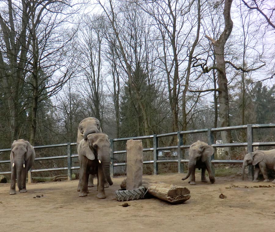 Afrikanische Elefanten im Zoo Wuppertal im März 2012