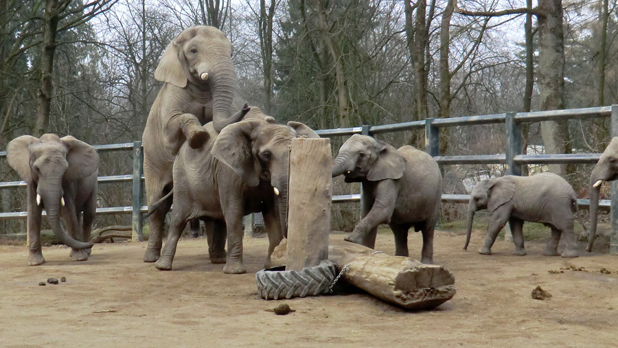 Afrikanische Elefanten im Zoologischen Garten Wuppertal im März 2012