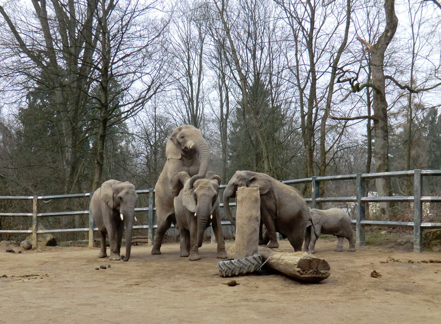 Afrikanische Elefanten im Wuppertaler Zoo im März 2012