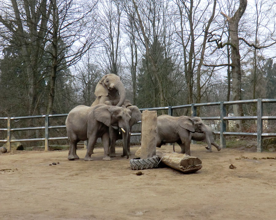 Afrikanische Elefanten im Zoo Wuppertal im März 2012