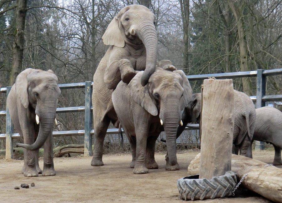 Afrikanische Elefanten im Zoologischen Garten Wuppertal im März 2012