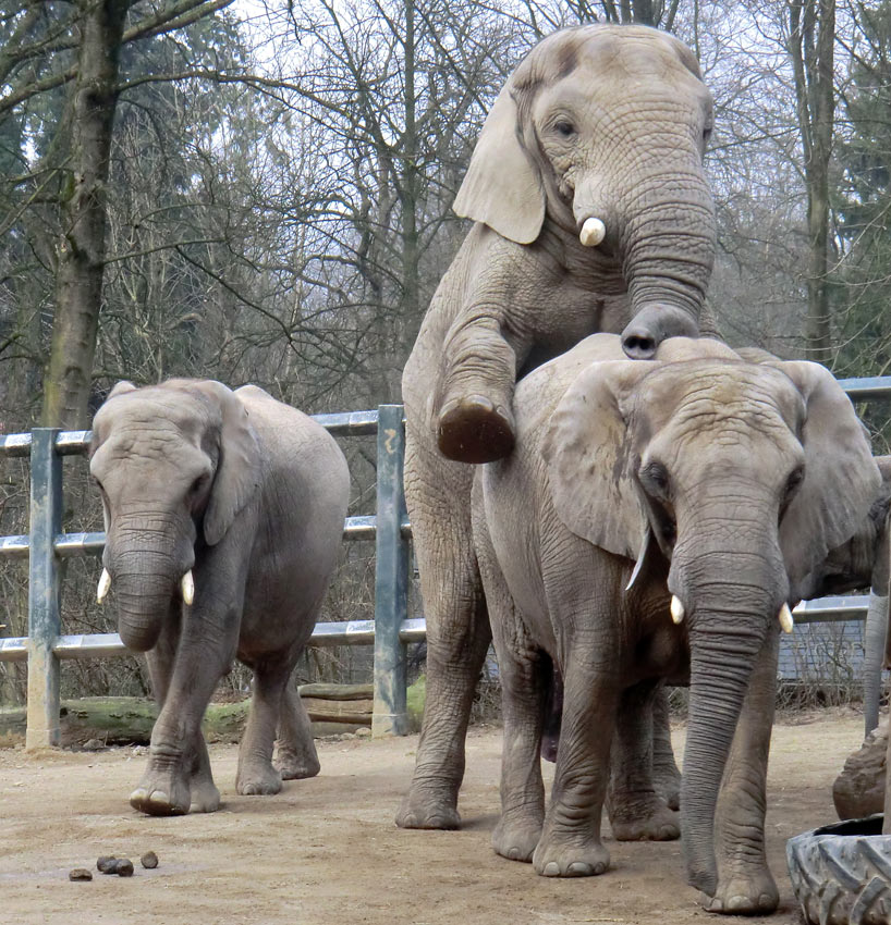 Afrikanische Elefanten im Wuppertaler Zoo im März 2012