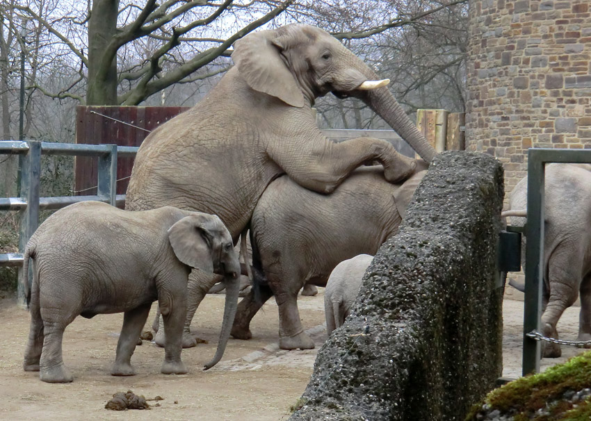 Afrikanische Elefanten im Zoo Wuppertal im März 2012