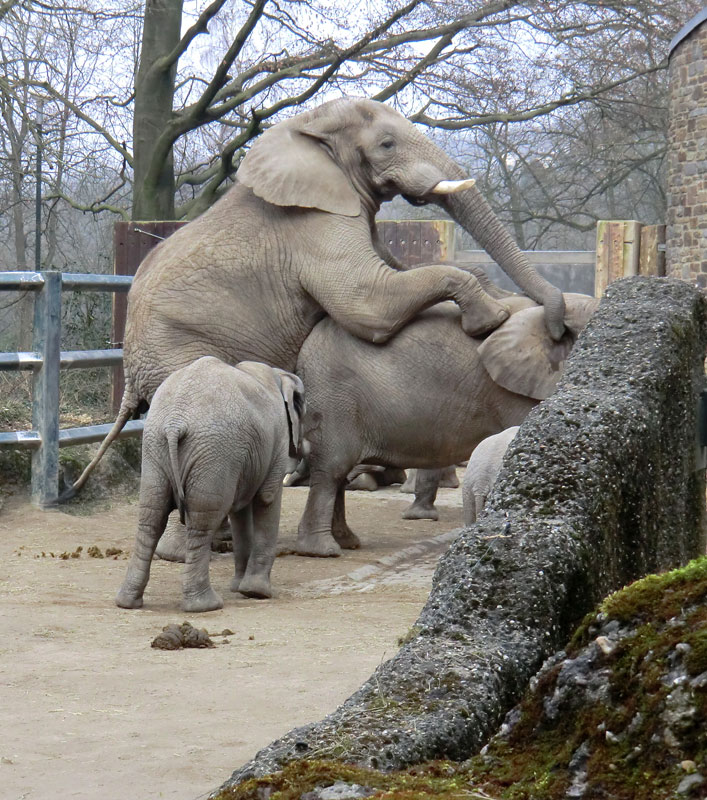 Afrikanische Elefanten im Zoologischen Garten Wuppertal im März 2012