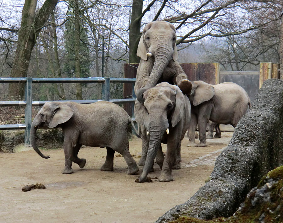 Afrikanische Elefanten im Wuppertaler Zoo im März 2012