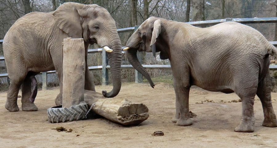 Afrikanische Elefanten im Zoo Wuppertal im März 2012