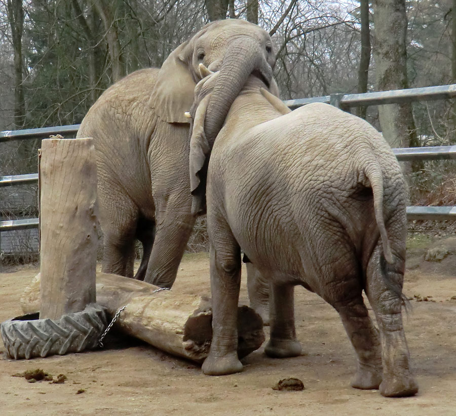 Afrikanische Elefanten im Zoologischen Garten Wuppertal im März 2012