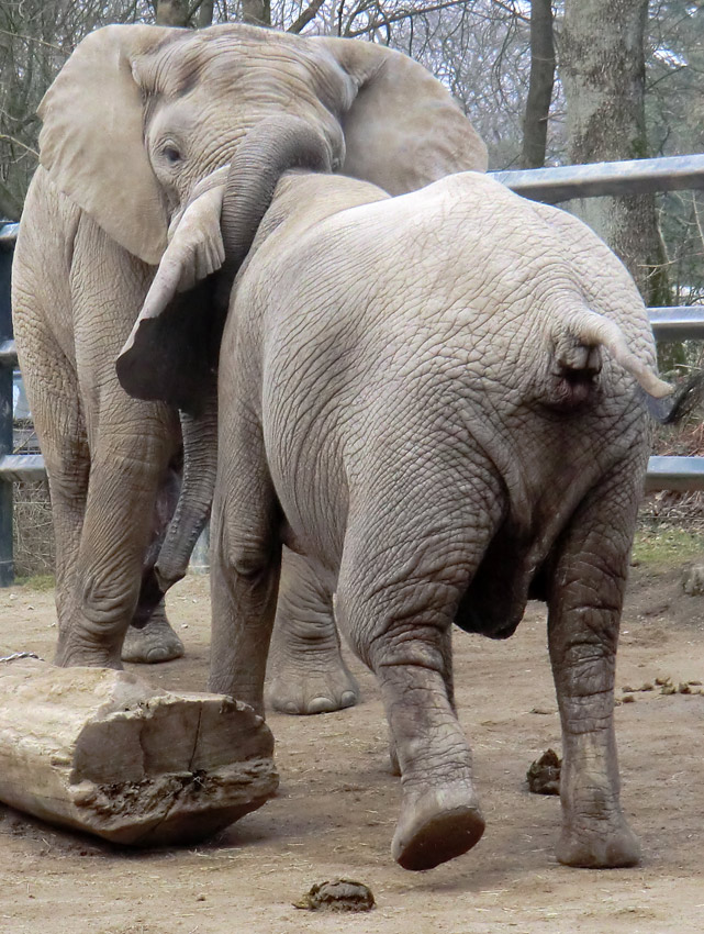 Afrikanische Elefanten im Zoo Wuppertal im März 2012