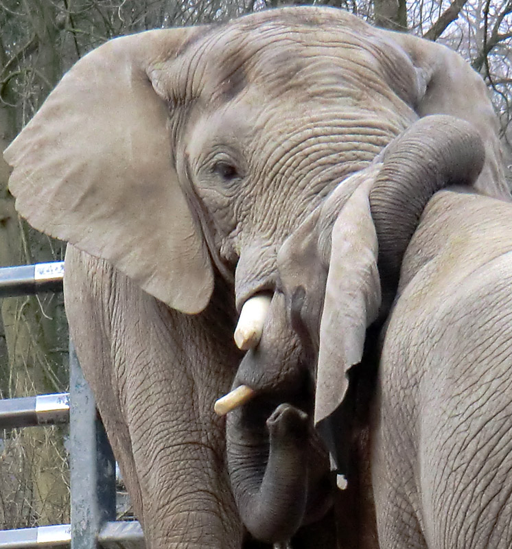 Afrikanische Elefanten im Wuppertaler Zoo im März 2012