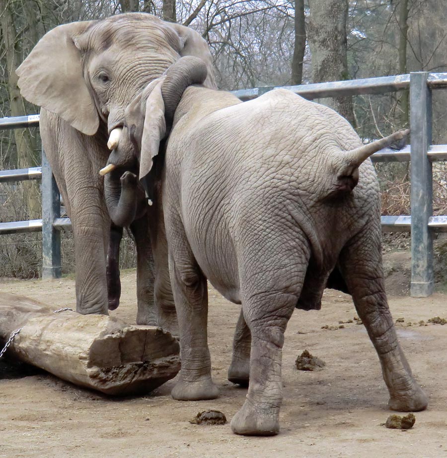 Afrikanische Elefanten im Zoologischen Garten Wuppertal im März 2012